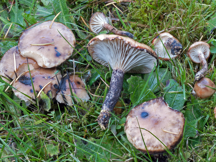 Мокруха пятнистая (Gomphídius maculatus) изображение