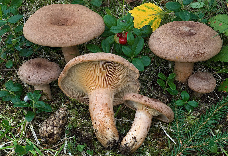 Серо-розовый молочный