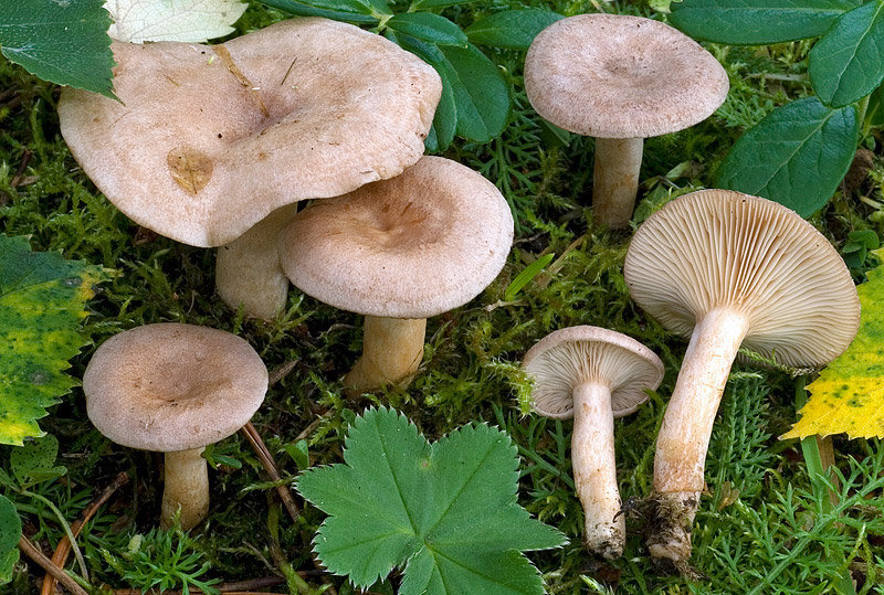 Молочай душистый (Lactarius glyciosmus) фото и описание