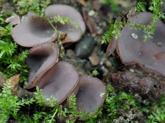 Перец фиолетовый (Peziza violacea) фото