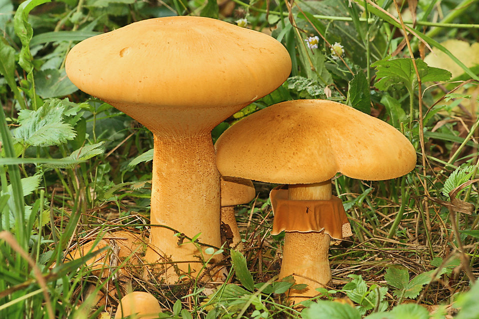 Феолепиота золотистая (Phaeolepiota aurea) фото и описание