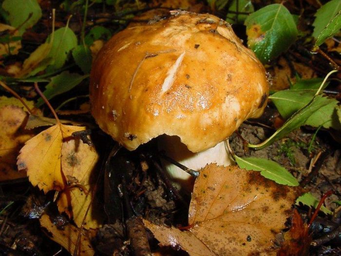 Russula_foetens_1-e1542277691954.jpg