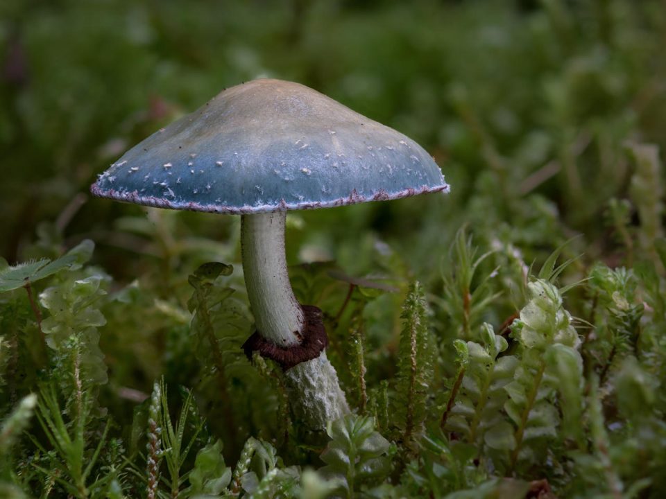 viherkaulussieni - Stropharia aeruginosa | тамблер | Suomen Lajitietokeskus