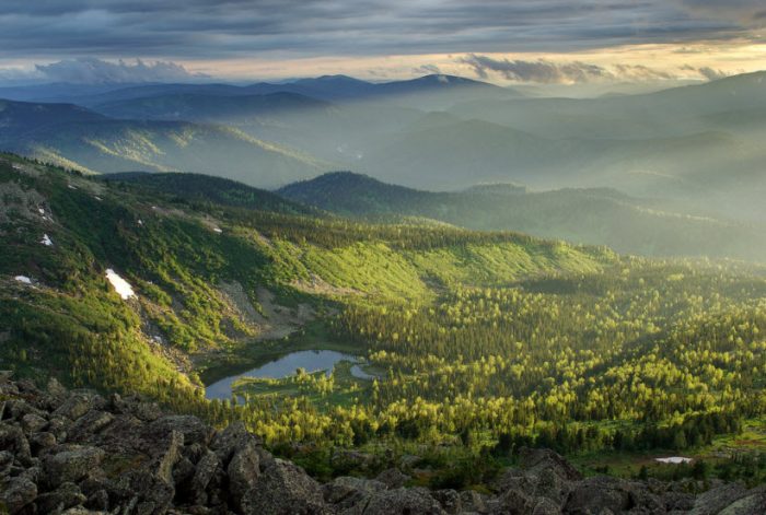 Грибы Кузбасса
