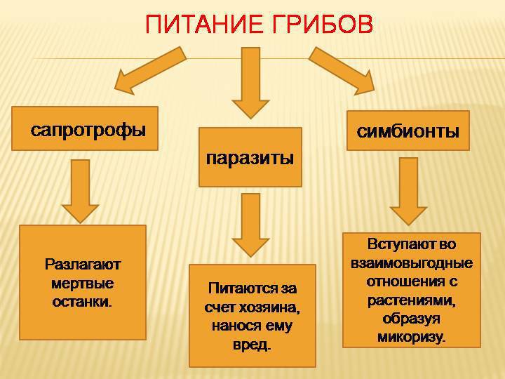 Помощь!! условия жизни и способы подкормки грибов разные - Школьные Знания.com