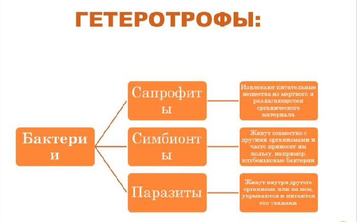Что в биологии называют гетеротрофами Какие живые организмы бывают