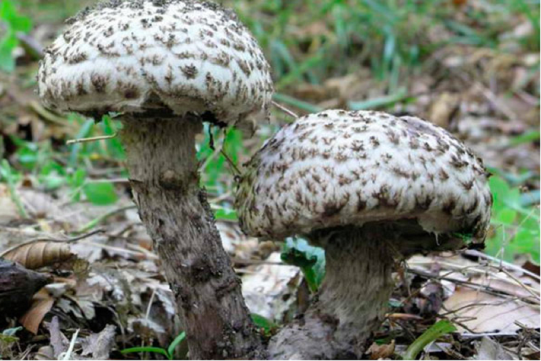 30 самых редких грибов Росии из Красной книги