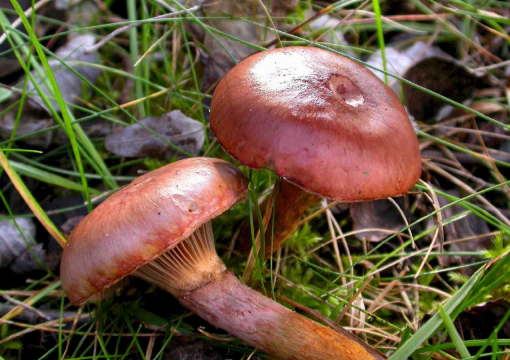 30 самых редких грибов Росии из Красной книги