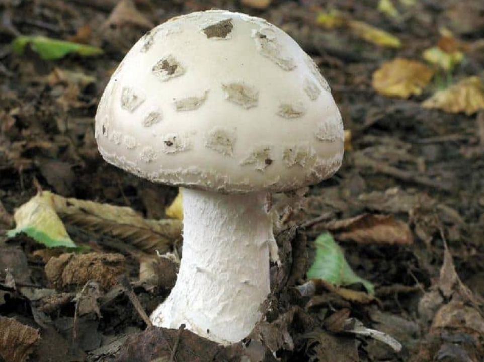 30 самых редких грибов Росии из Красной книги