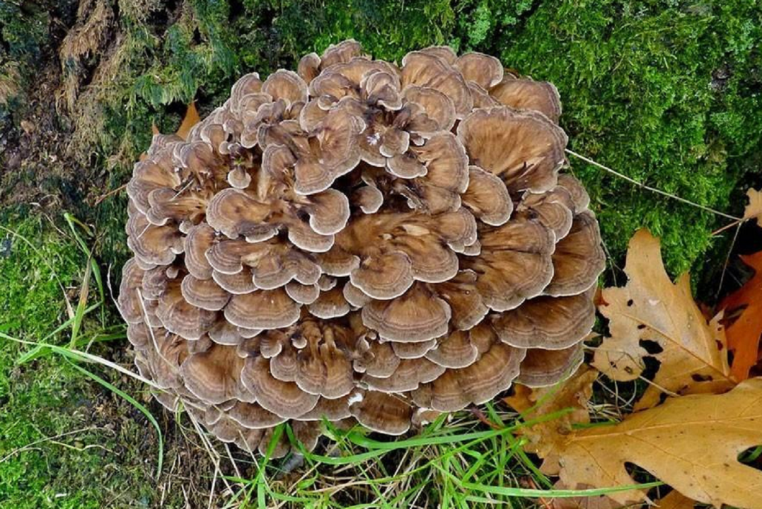 30 самых редких грибов Росии из Красной книги