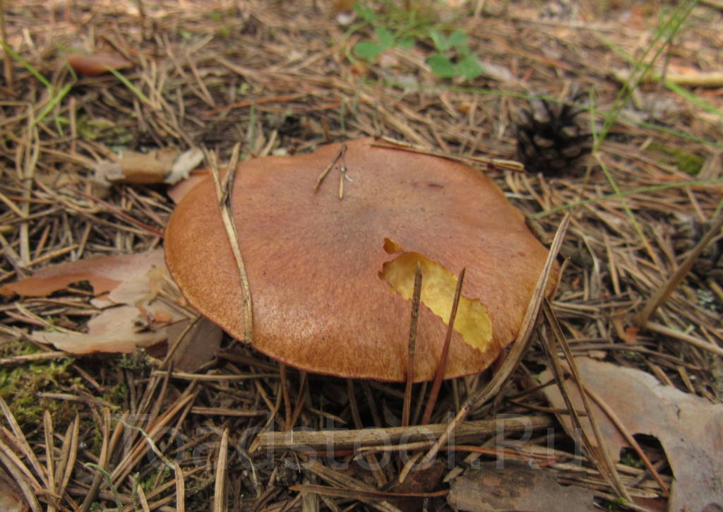 Некольчатый масленок, Suillus collinitus - Грибы средней полосы