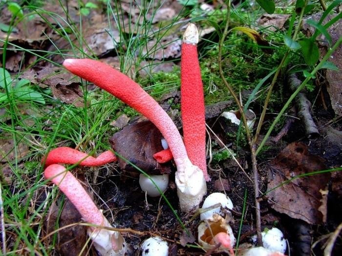 Мутинус Равенелли (Mutinus ravenelii) фото и описание
