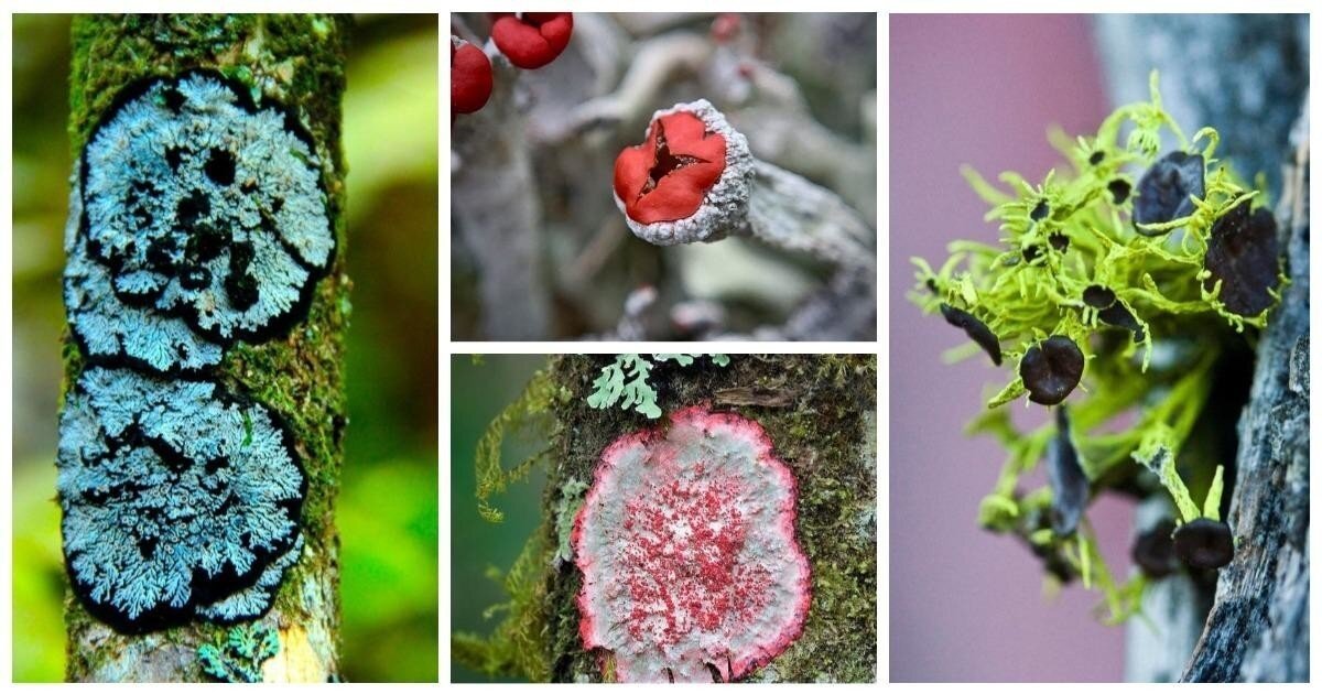 Красота в мелочах: ​​20 невероятных фактов о лишайниках