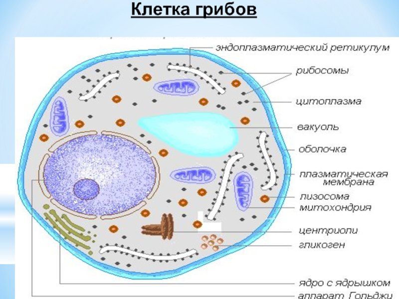 Клетки грибов (38 фото) » фотографии из разных уголков мира
