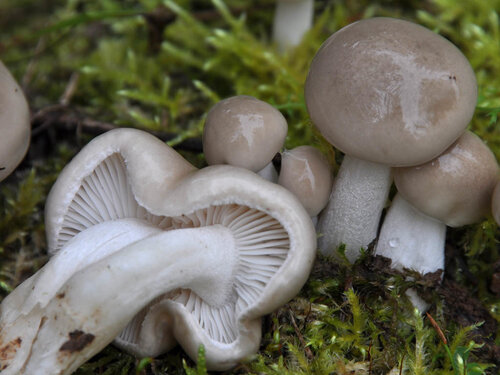Гигрофор душистый (Hygrophorus agathosmus). Картинки на странице