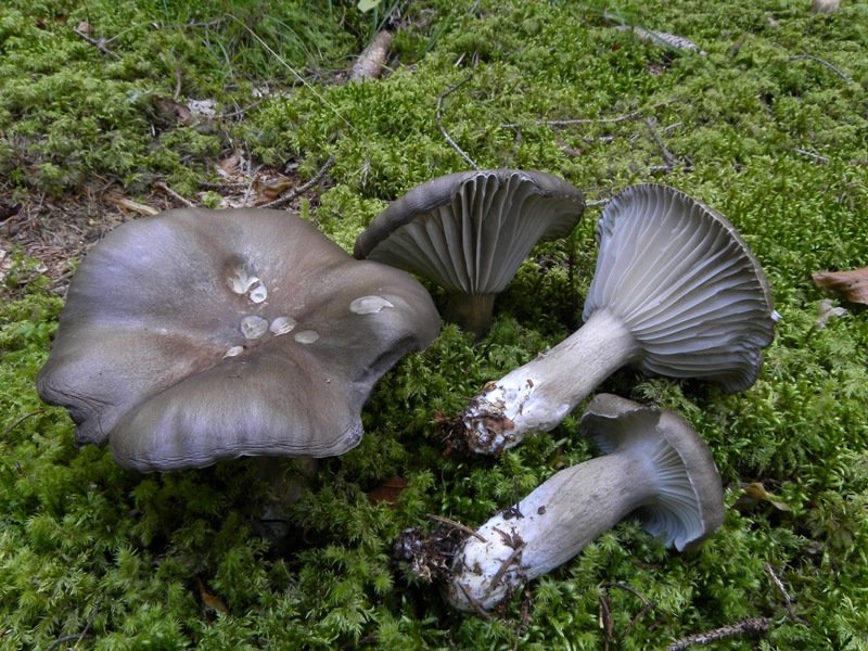 Гигрофор черный (Hygrophorus camarophyllus) фото и описание