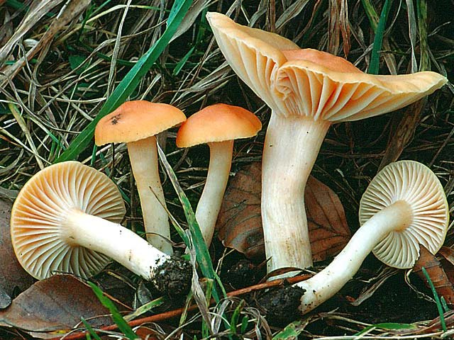 Энгигрофор (Cuphophyllus pratensis) фото и описание
