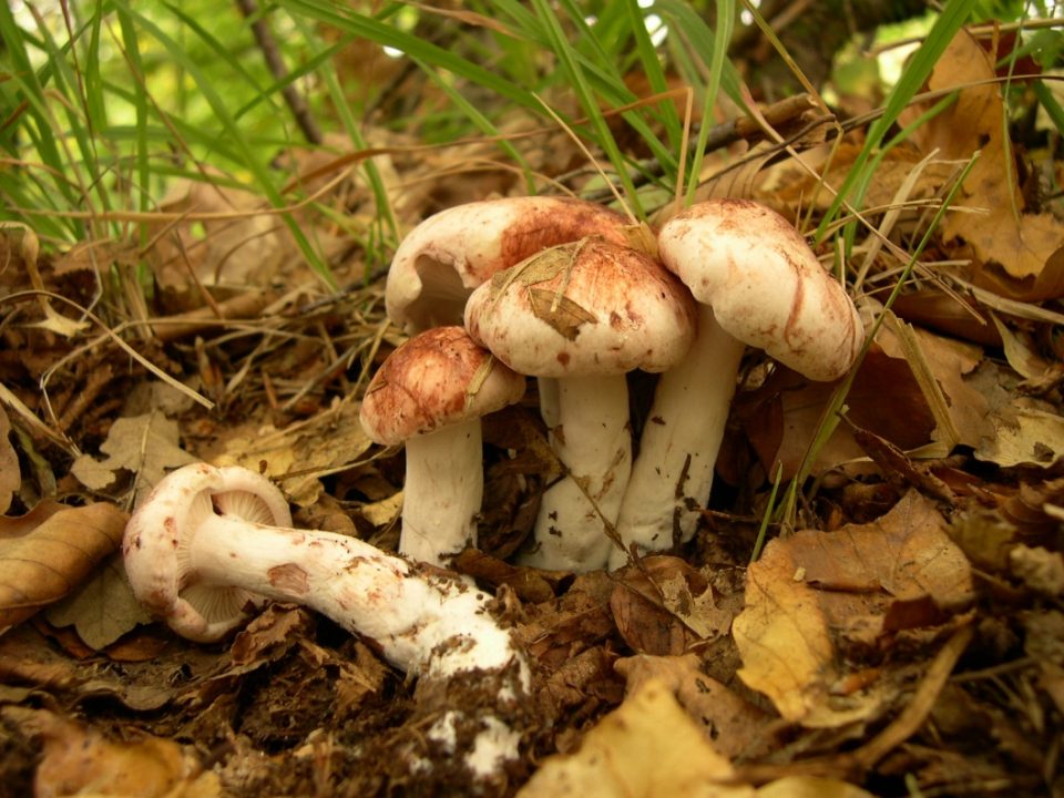 Russula hygrophorus — Википедия