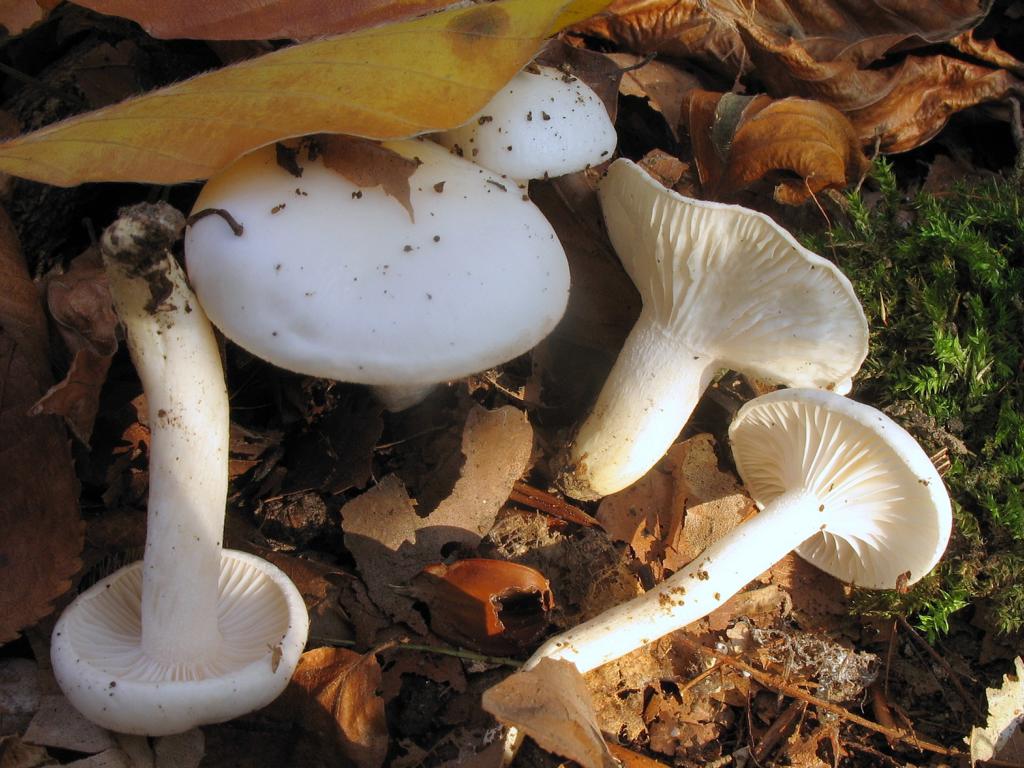 Желтовато-белый гигрофор (Hygrophorus eburneus) фото, видео и рассказы