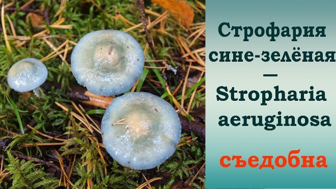 Строфария грибная