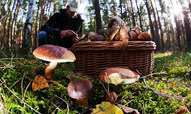 Грибная карта Пензенской области