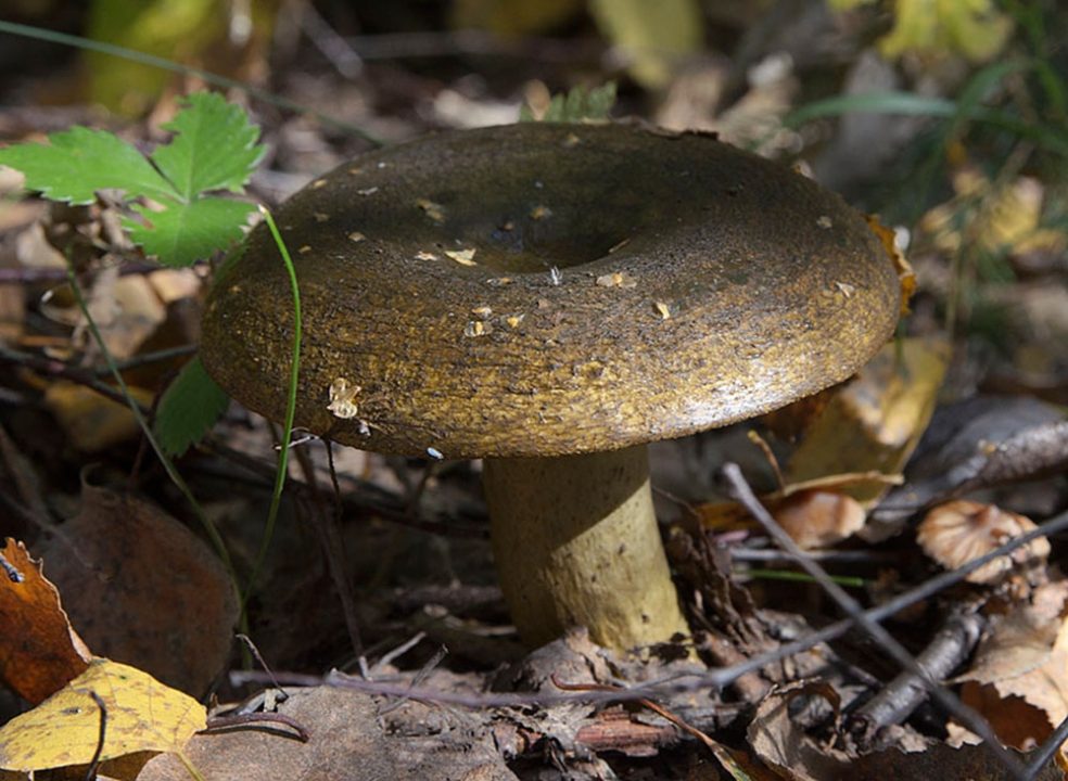 Черная грудка (лат. Lactarius necator)