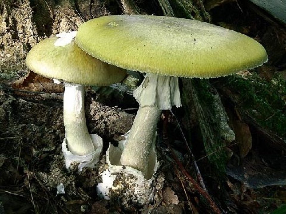 Бледные доки (Amanita phalloides)