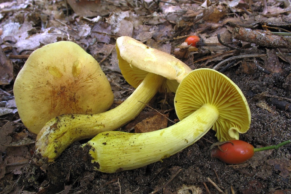 Рядовка серная, или рядовка серная желтая (лат. Tricholoma sulphureum)