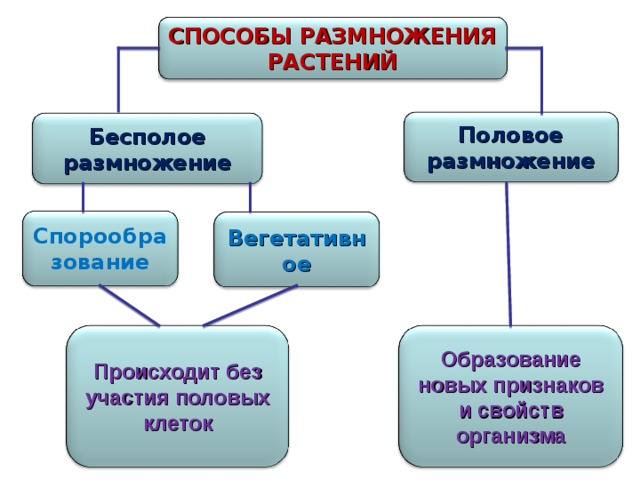 открытый урок на тему: Способы размножения растений
