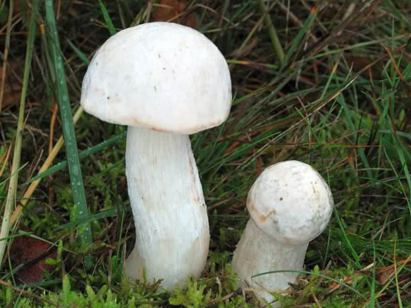 Подберезовик белый (Leccinum percandidum) описание фото
