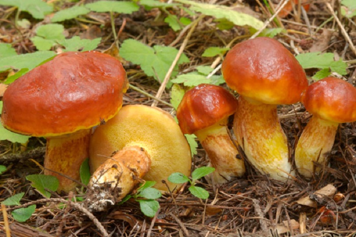 Где пошли грибы в Кургане