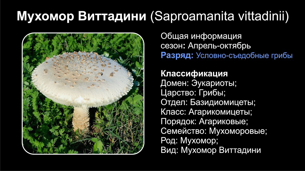 Мухомор Виттадини (Saproamanita vittadinii) - YouTube