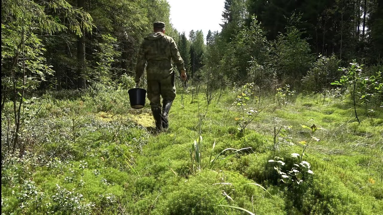 Гриб. Сбор грибов в августе. Грибы разных видов в лесу. Первый выпуск грибов. - YouTube