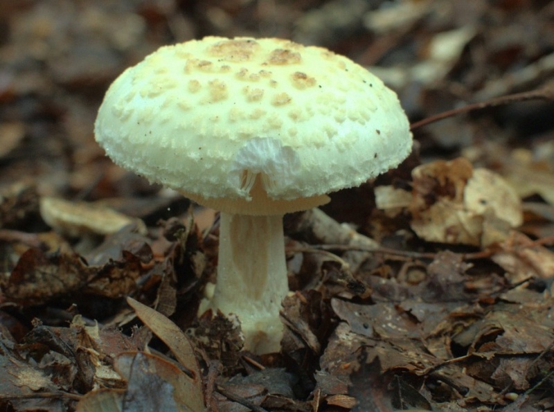 Мухомор лимонный (Amanita citrina) фото и описание