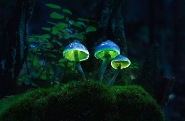 Какие грибы светятся в темноте
