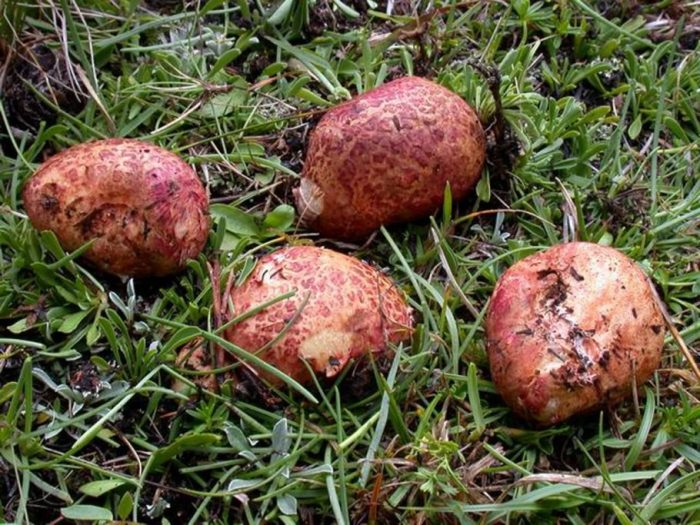Грибы с розовой шляпкой