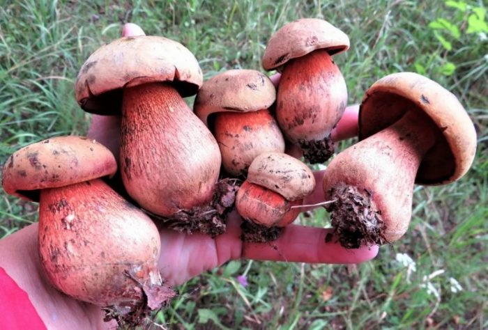 Грибы с розовой шляпкой