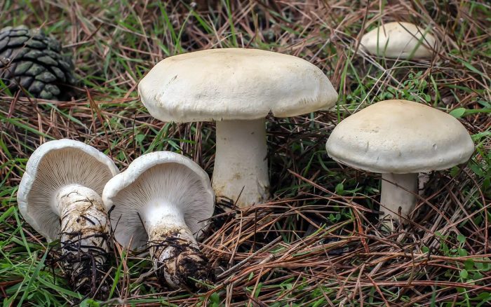 30 самых редких грибов Росии из Красной книги