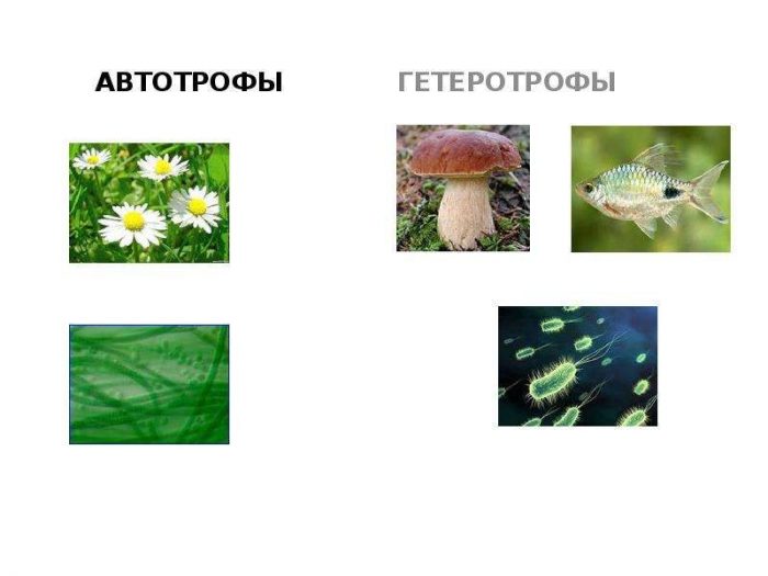 Среди грибов встречаются автотрофы?