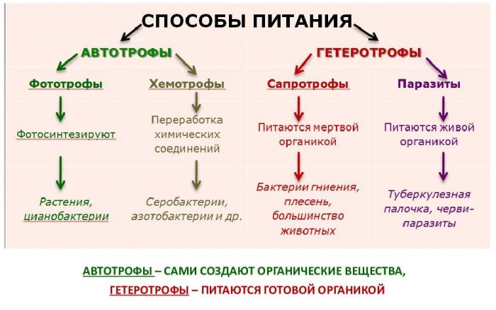 Среди грибов встречаются автотрофы?
