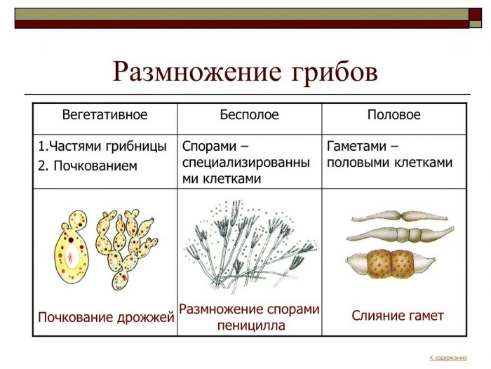 Как вегетативно размножаются грибы