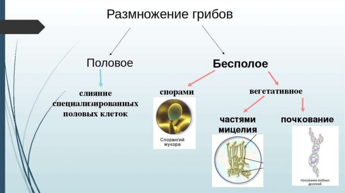 Способы размножения грибов