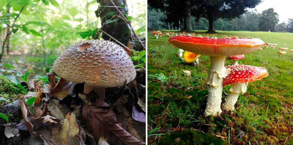 1-пантеровый мухомор 2-красный мухомор