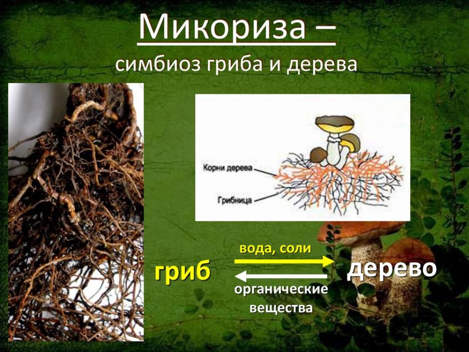 Грибное царство - презентация онлайн