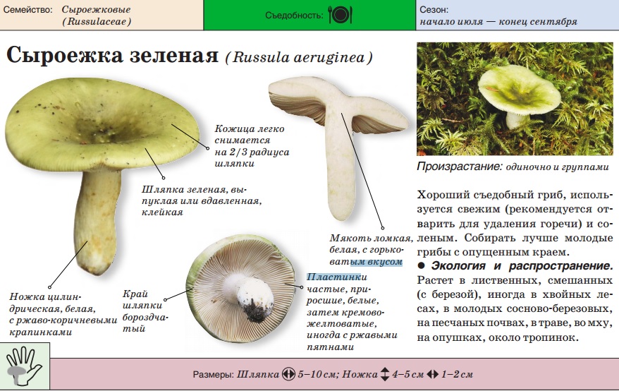 Сыроежка