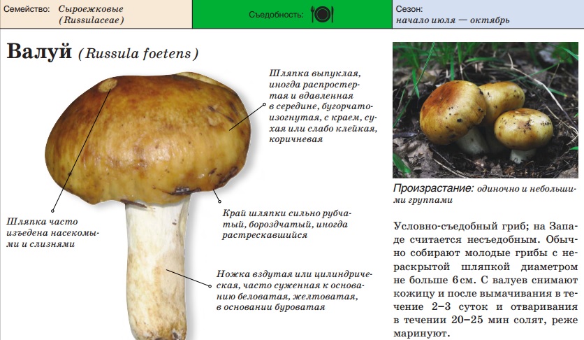 Валюта