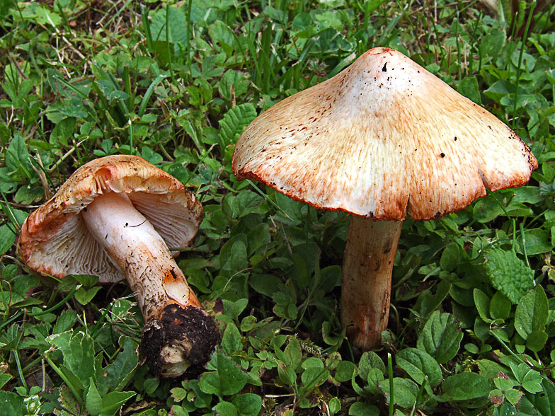 Краснеющее волокно (Inocybe patouillardii) изображение и описание