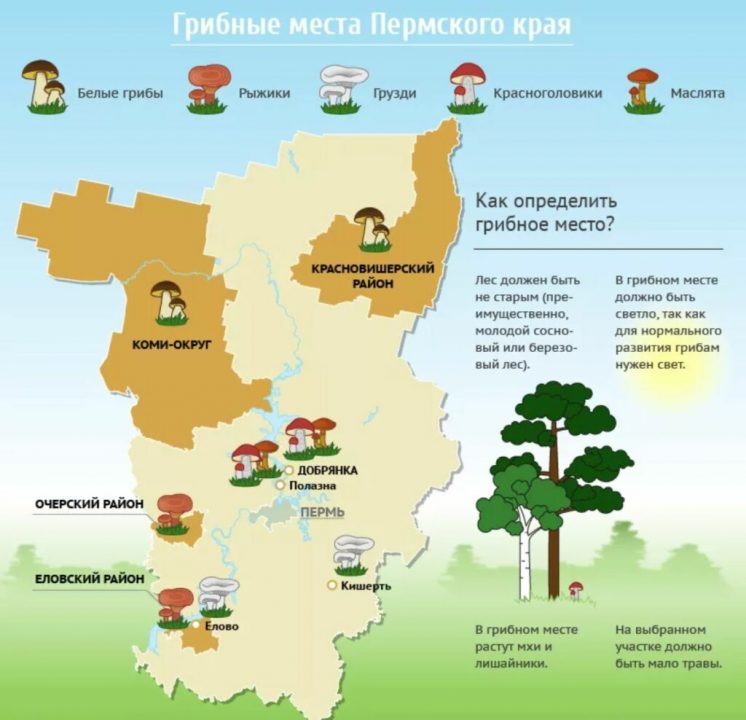 Грибы Пермского края
