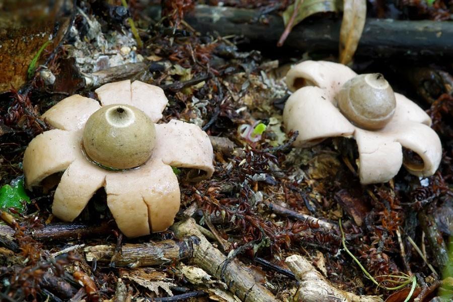 Бахромчатая земная звезда • Красная книга Амурской области